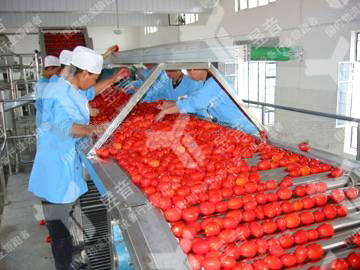 果蔬分揀輸送機的組成及應(yīng)用